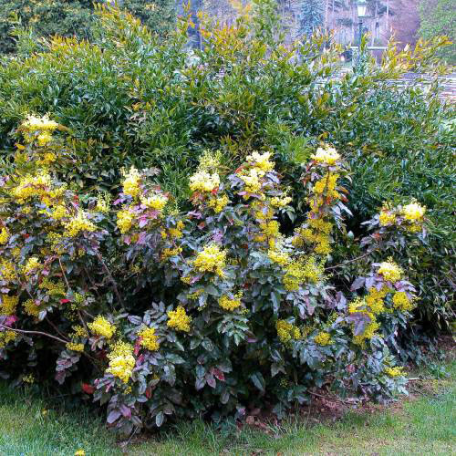 Creeping Mahonia - Image 2