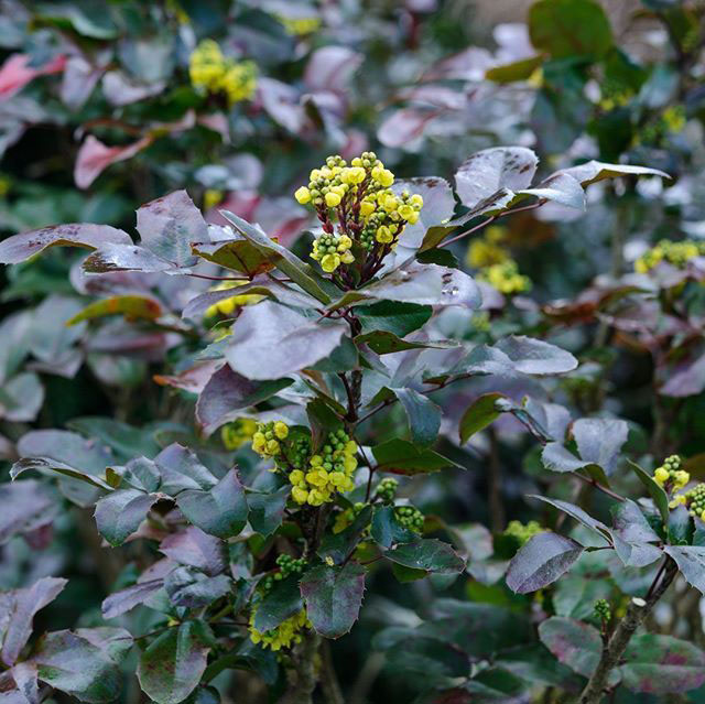Creeping Mahonia - Image 3