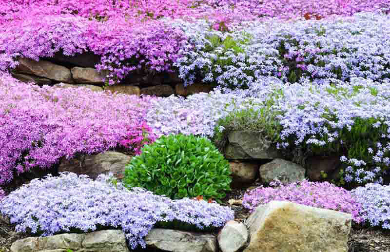 Creeping Phlox - Image 2