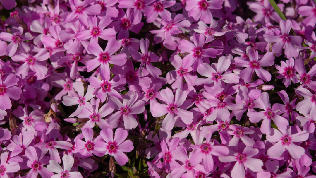 Creeping Phlox - Image 3