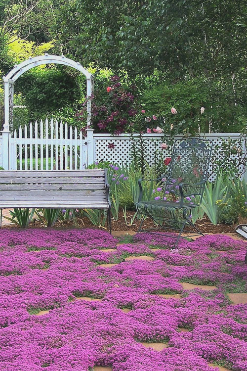Creeping Red Thyme - Image 2