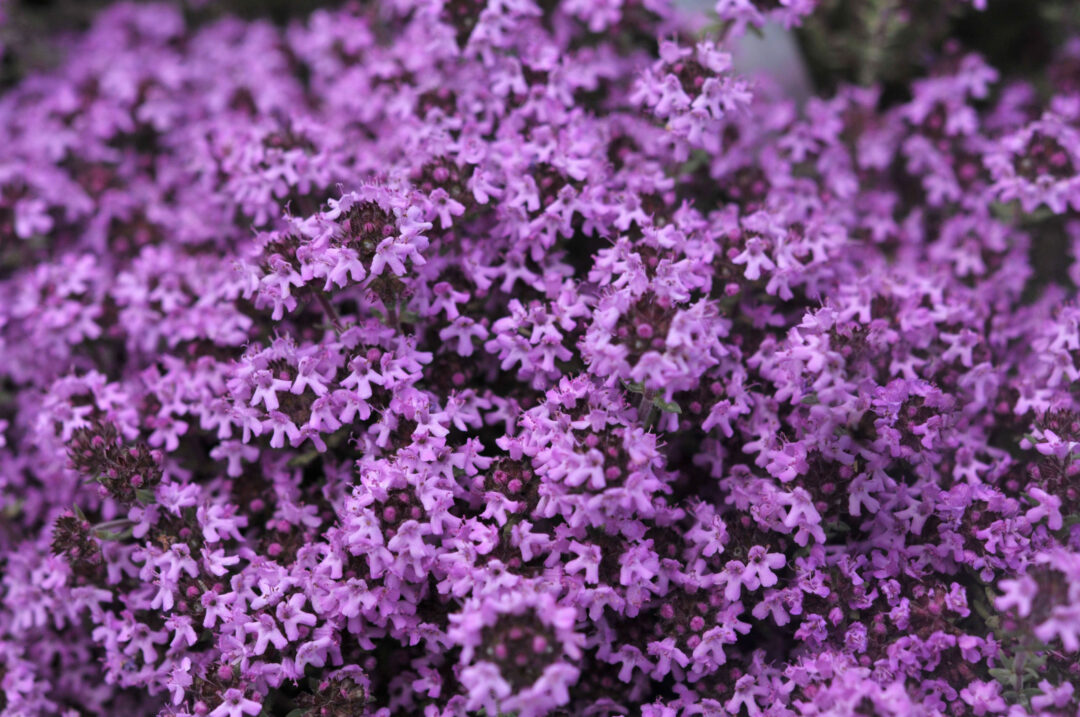 Creeping Red Thyme - Image 3