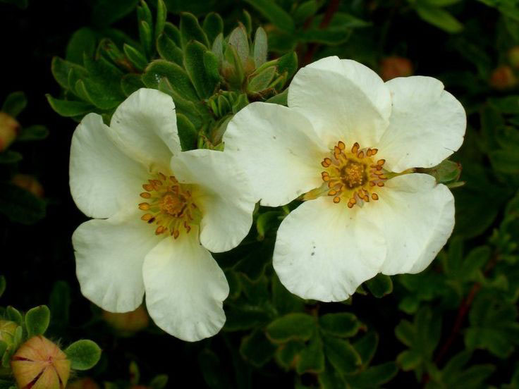 Crème Brulee Potentilla - Image 3