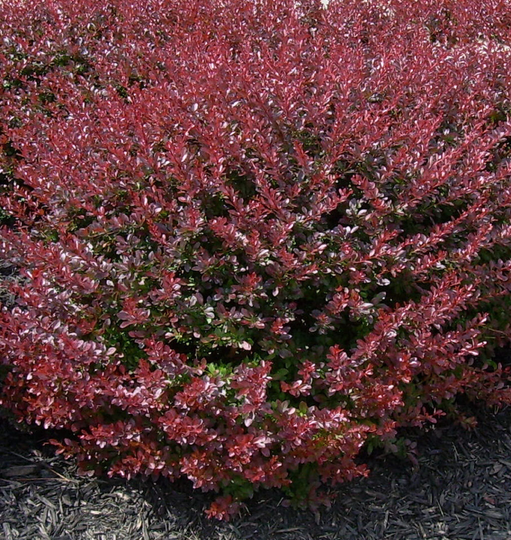 Crimson Pygmy Barberry - Image 2