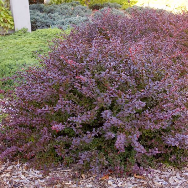 Crimson Pygmy Barberry - Image 3