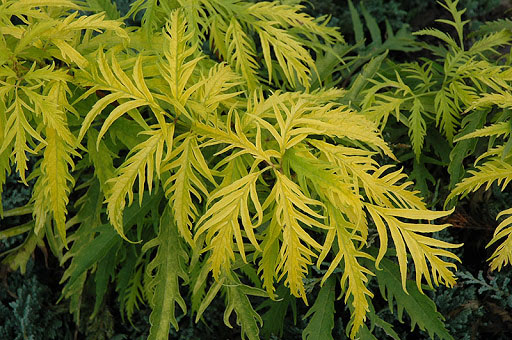 Cutleaf Golden Elder - Image 3
