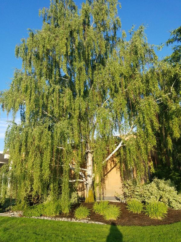 Cutleaf Weeping Birch - Image 2