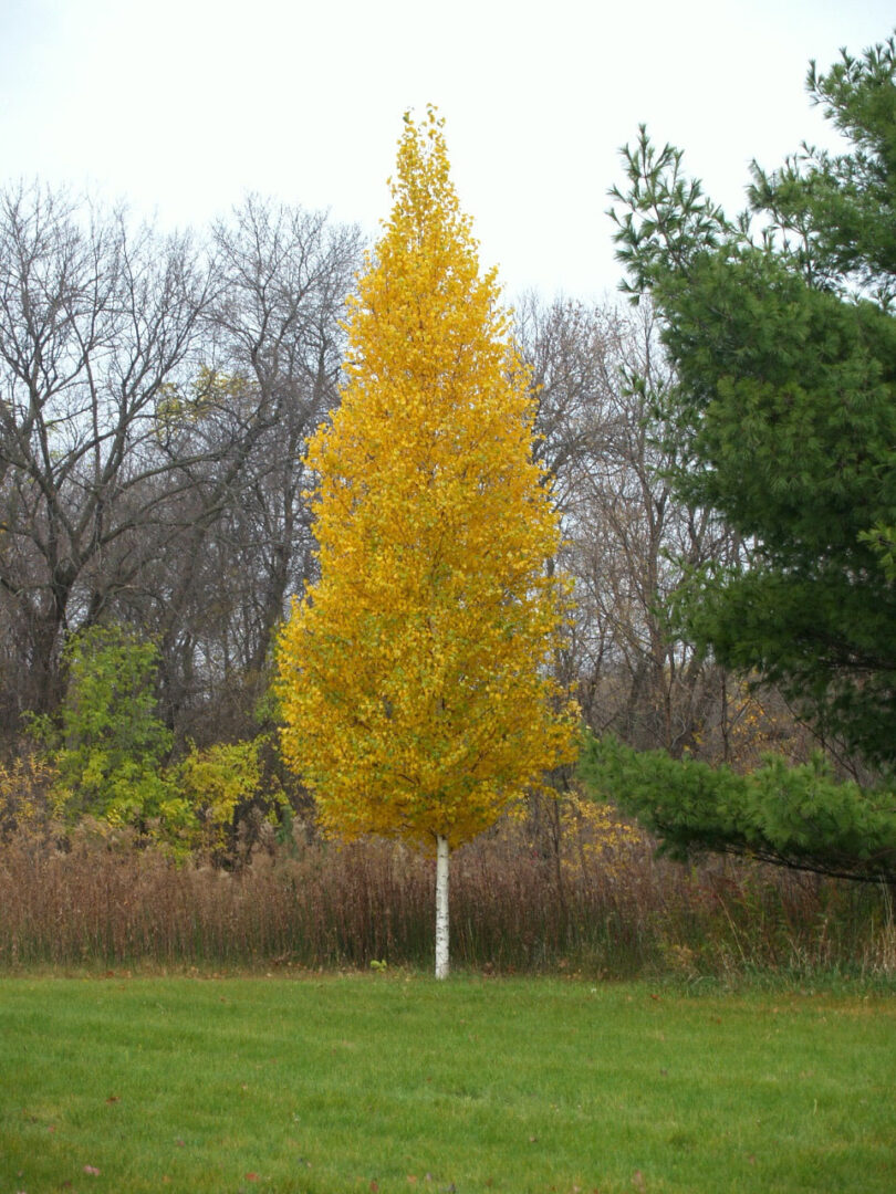Dakota Pinnacle Asian White Birch - Image 2