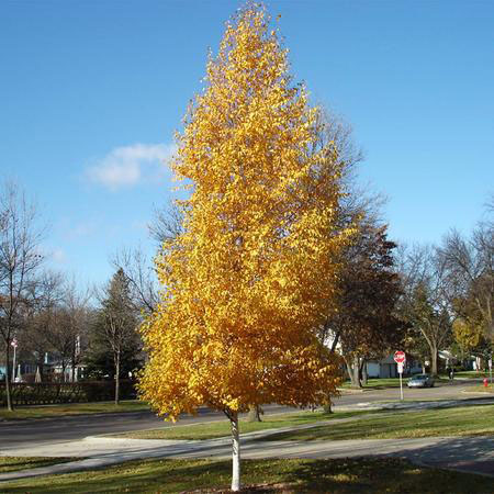 Dakota Pinnacle Asian White Birch - Image 3