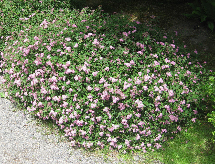 Daphne Spirea - Image 2