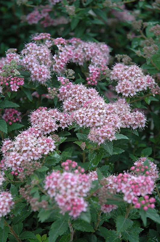 Daphne Spirea - Image 3