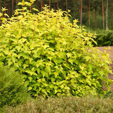 Dart's Gold Ninebark - Image 2