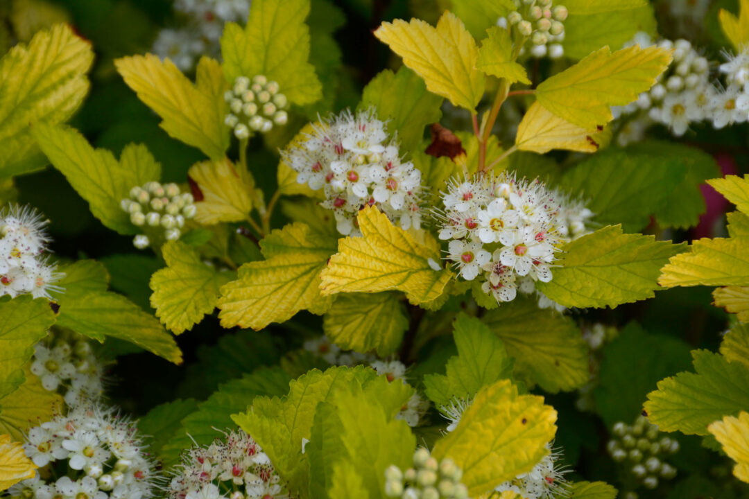 Dart's Gold Ninebark - Image 3