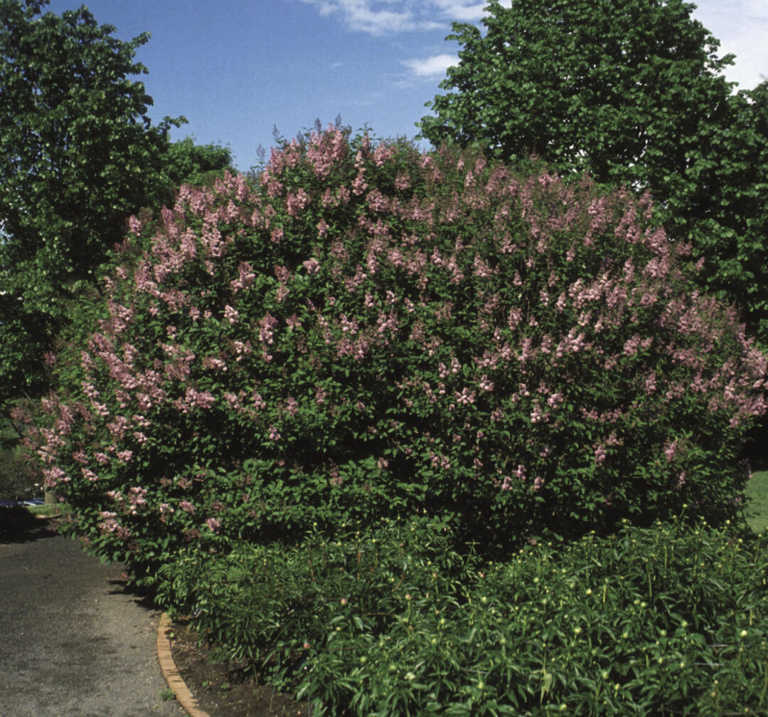 Donald Wyman Lilac - Image 2