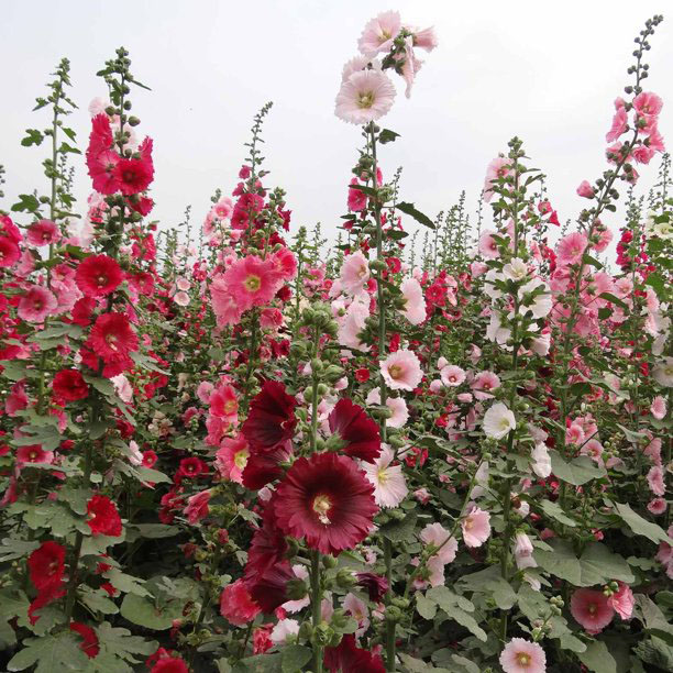 Double Mix Hollyhock - Image 2