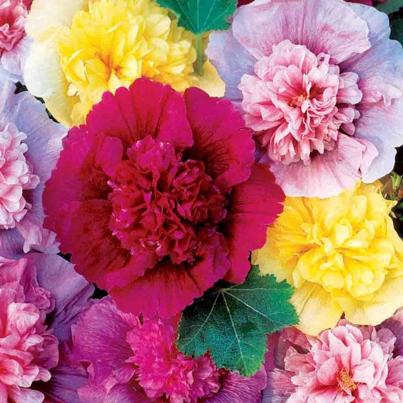 Double Mix Hollyhock - Image 3