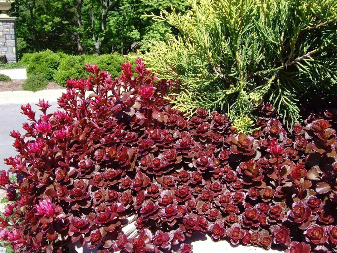 Dragon's Blood Sedum - Image 2
