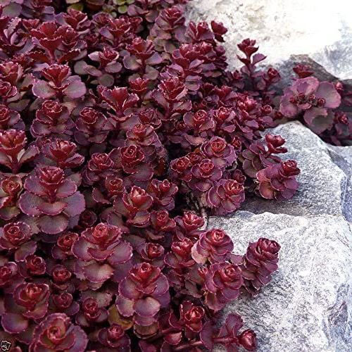 Dragon's Blood Sedum - Image 3