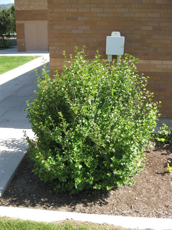 Dwarf Alpine Currant - Image 2