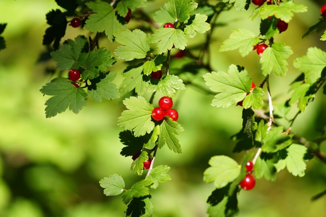 Dwarf Alpine Currant - Image 3