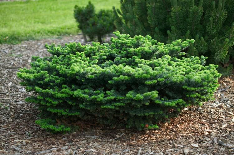 Dwarf Balsam Fir - Image 2