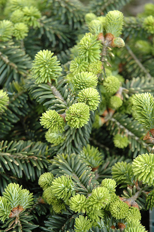 Dwarf Balsam Fir - Image 3