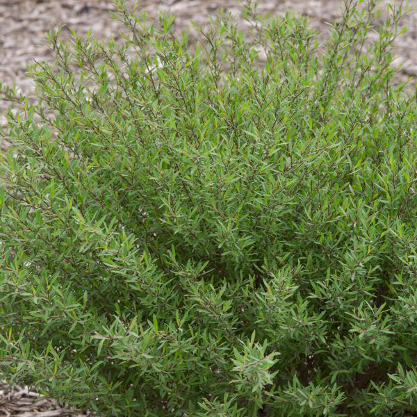 Dwarf Blue Leaf Arctic Willow - Image 2