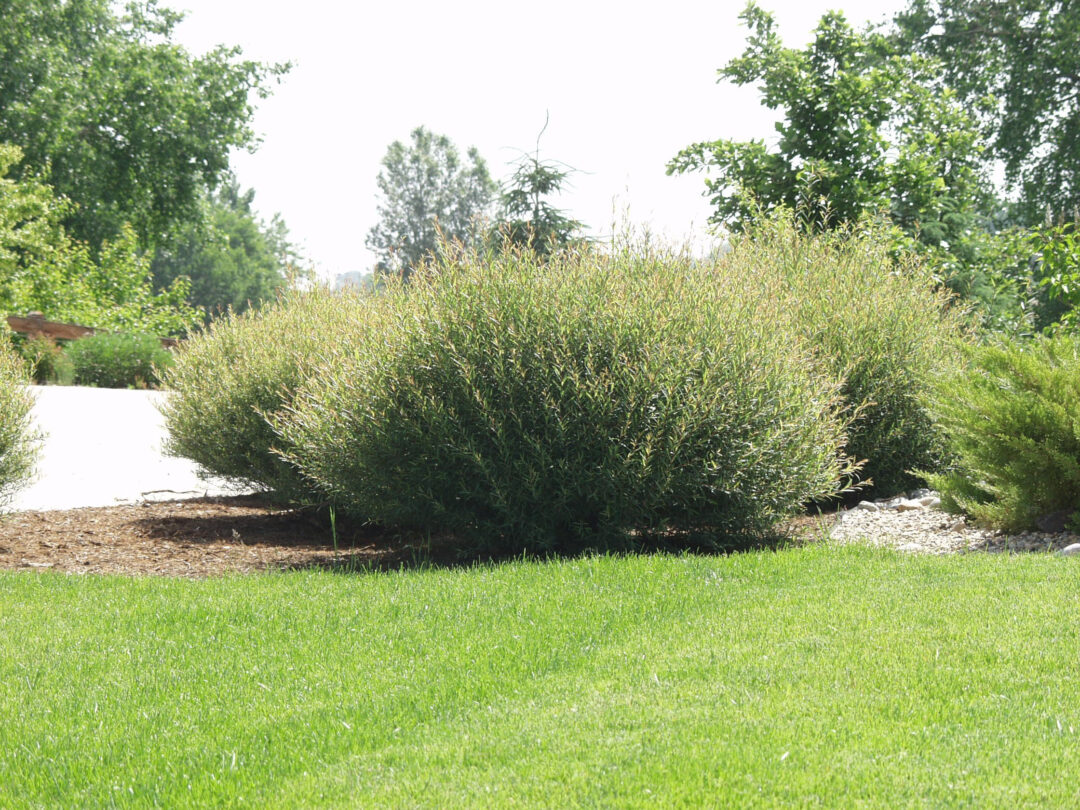 Dwarf Blue Leaf Arctic Willow - Image 3