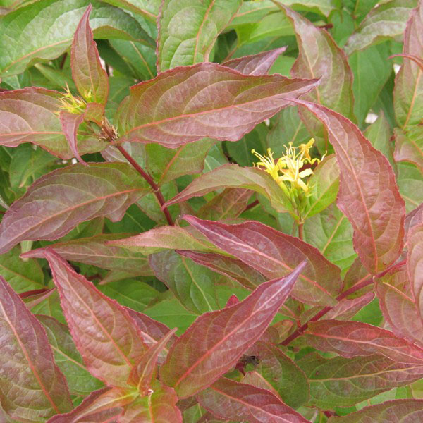 Dwarf Bush Honeysuckle - Image 2