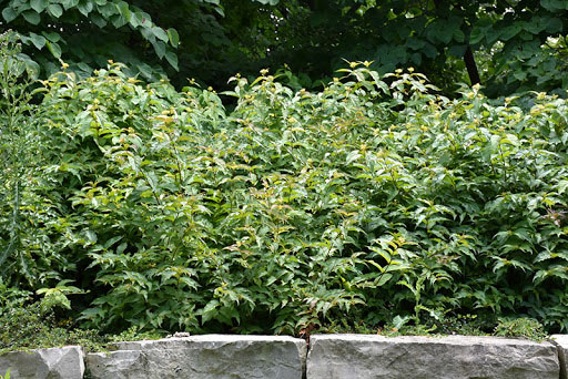 Dwarf Bush Honeysuckle - Image 3