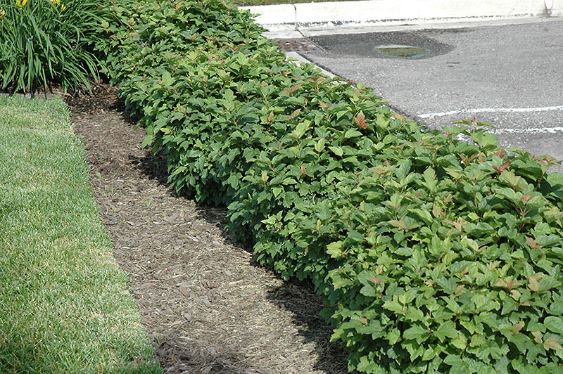 Dwarf European Cranberrybush - Image 2
