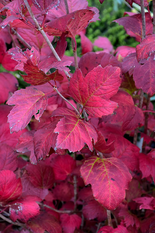 Dwarf European Cranberrybush - Image 3