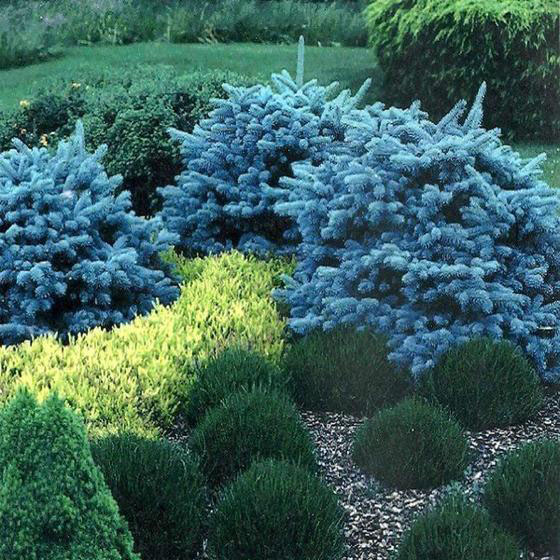 Dwarf Globe Blue Spruce - Image 2