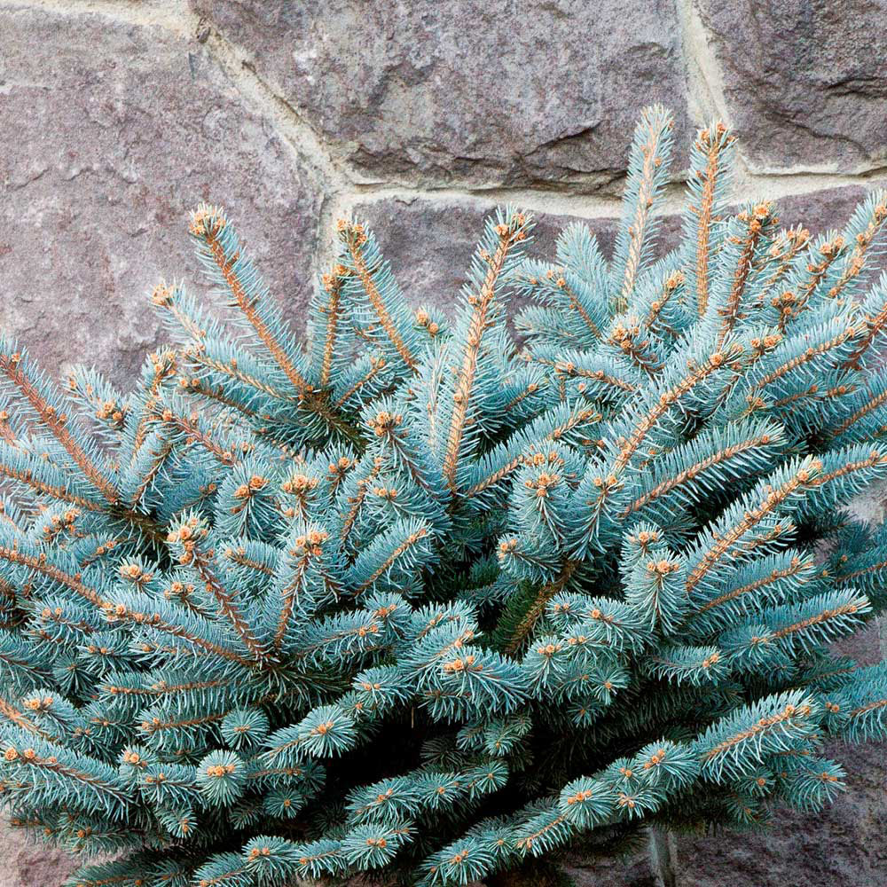 Dwarf Globe Blue Spruce - Image 3