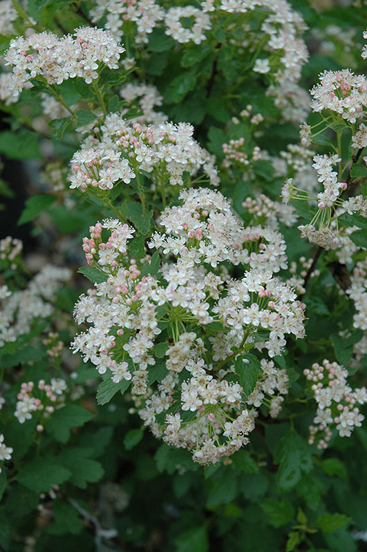 Dwarf Ninebark - Image 3