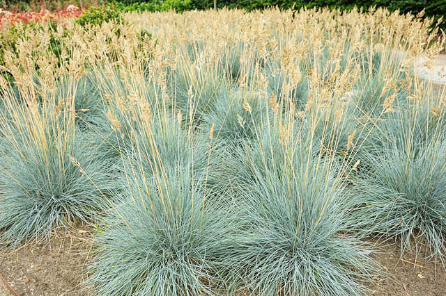 Elijah Blue Fescue - Image 2