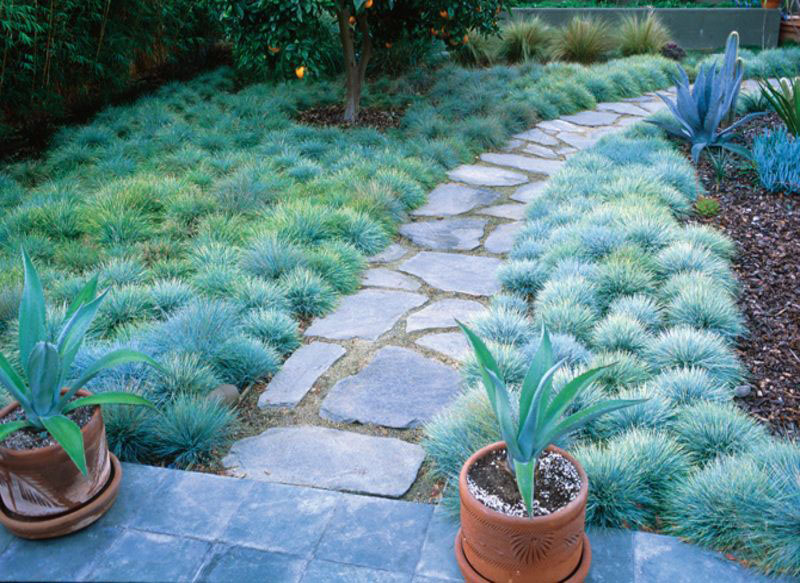 Elijah Blue Fescue - Image 3