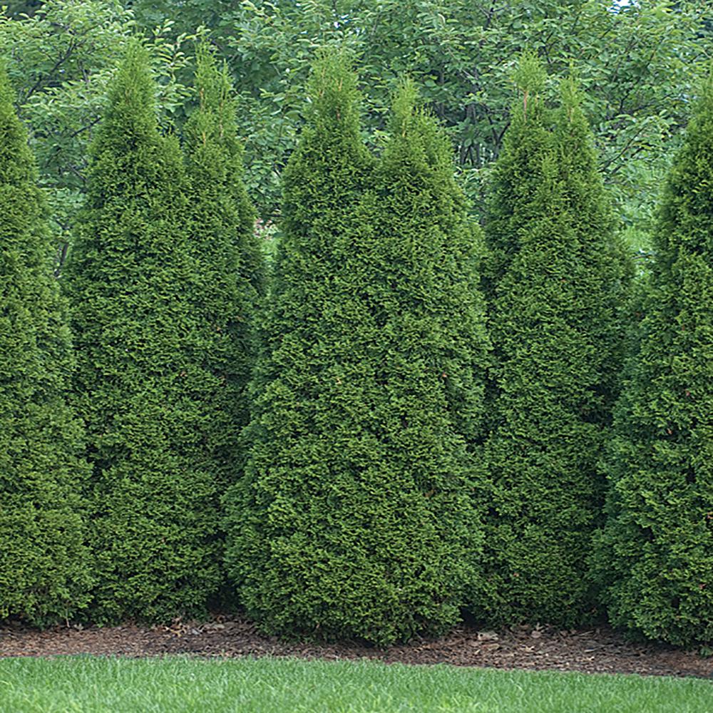 Emerald Arborvitae - Image 2