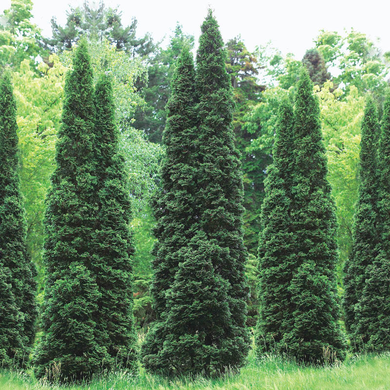 Emerald Arborvitae - Image 3