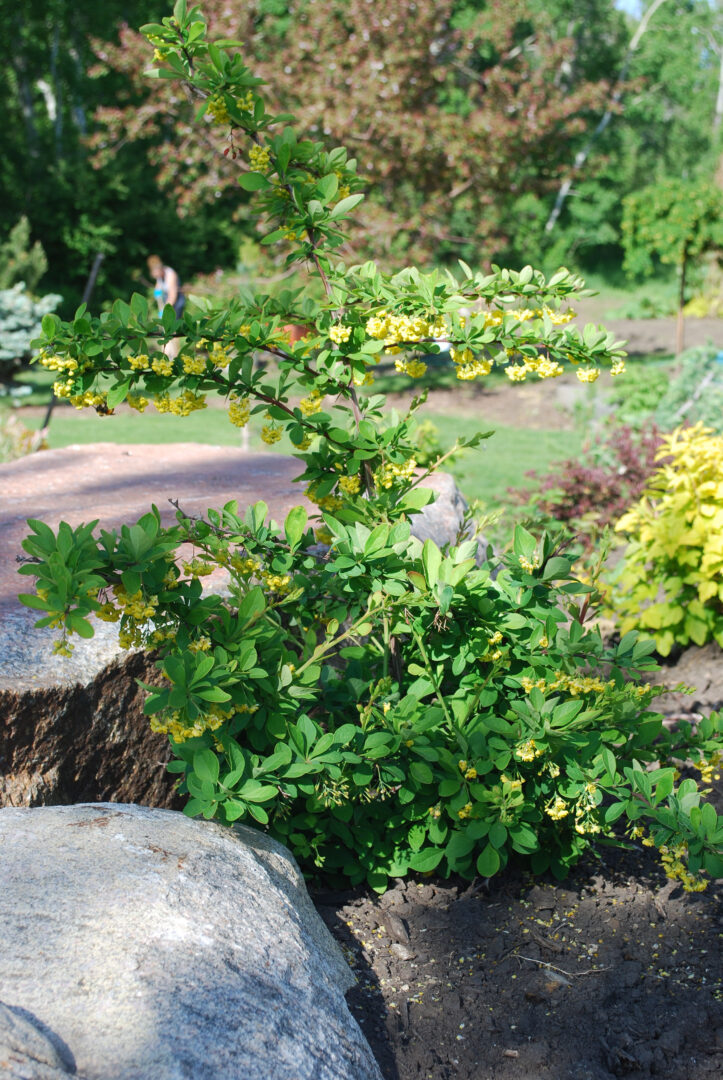 Emerald Carousel Barberry - Image 2