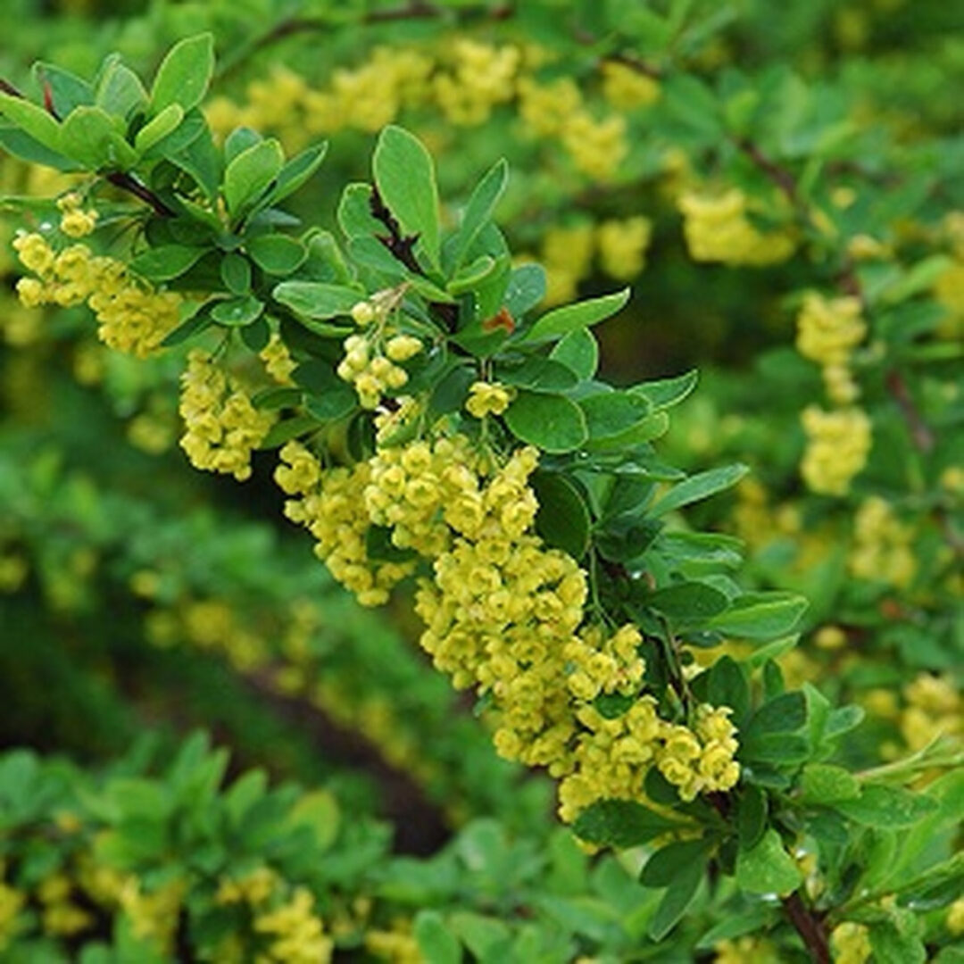 Emerald Carousel Barberry - Image 3