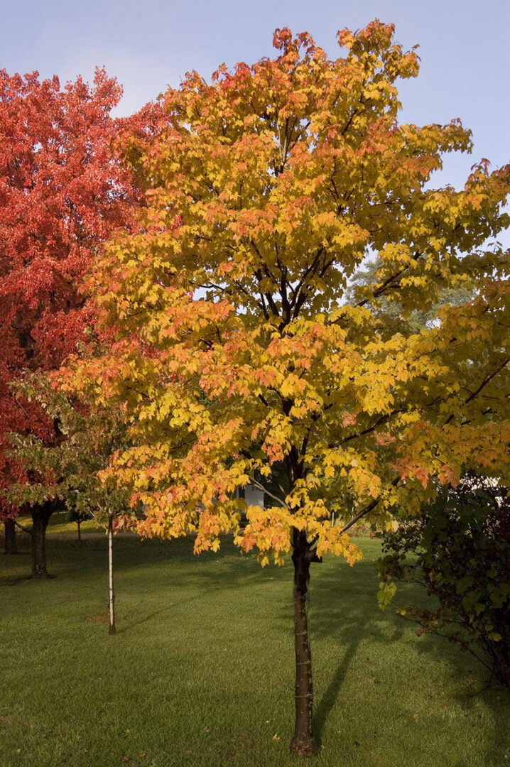 Emerald Lustre Norway Maple - Image 2