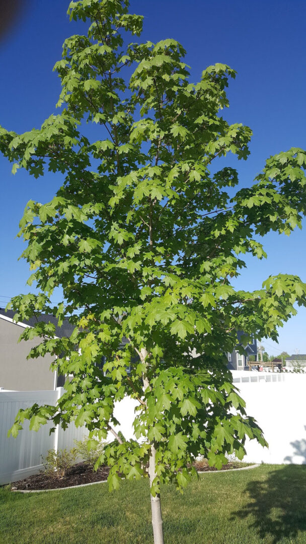Emerald Lustre Norway Maple - Image 3