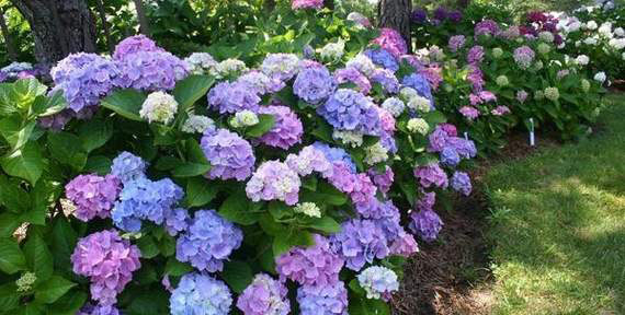 Endless Summer Hydrangea - Image 2