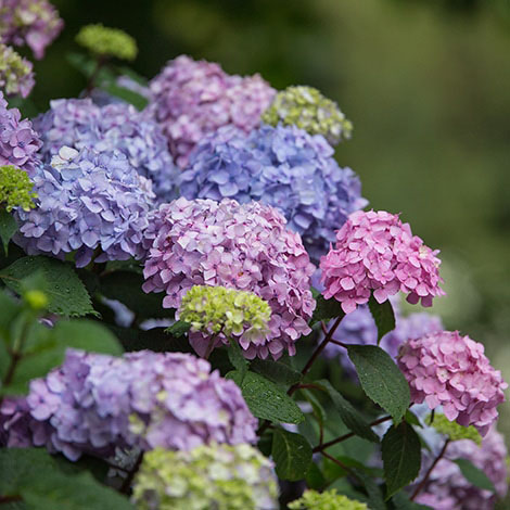 Endless Summer Hydrangea - Image 3