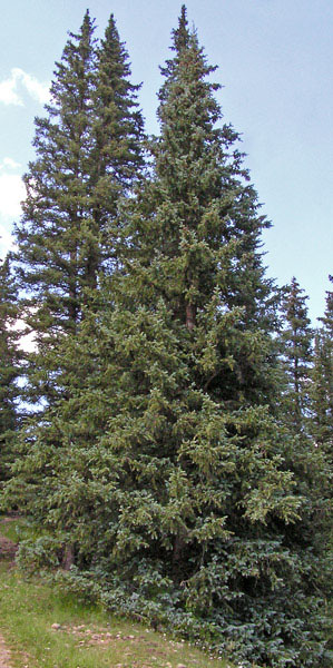 Englemann Spruce - Image 2