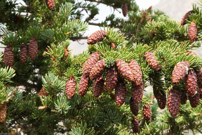 Englemann Spruce - Image 3