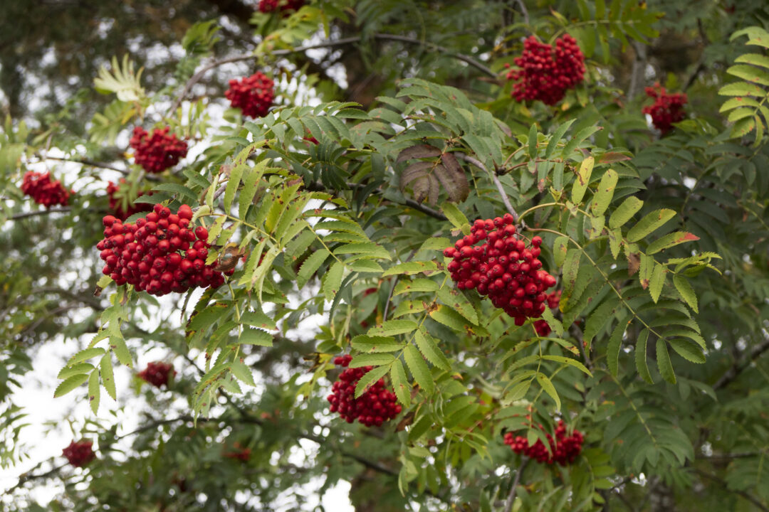 European Mountain Ash - Image 2