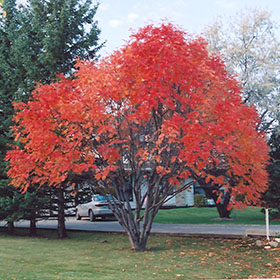 European Mountain Ash - Image 3