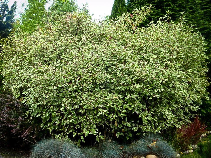 European Variegated Dogwood - Image 2